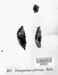 Image of Perisporium princeps